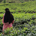 Pengalaman ke Ladang Teh Boh Cameron Highland [Boh Tea Plantation]