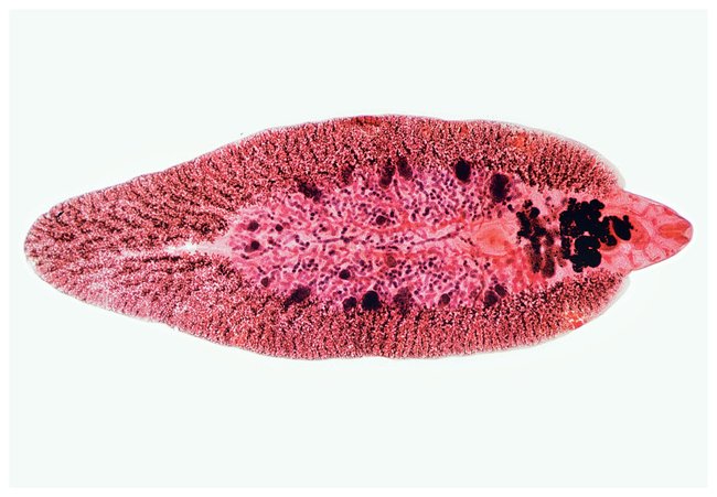 Cefalizare de tip platyhelminthes, Papilloma virus definition simple