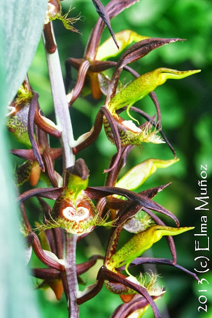 Catasetum saccatum. Fotos de orquideas de Elma Muñoz