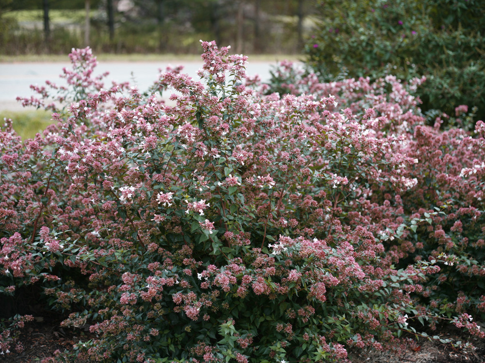 43 Best Fringe Flower Shrub Images In 2020 Garden Shrubs Plants