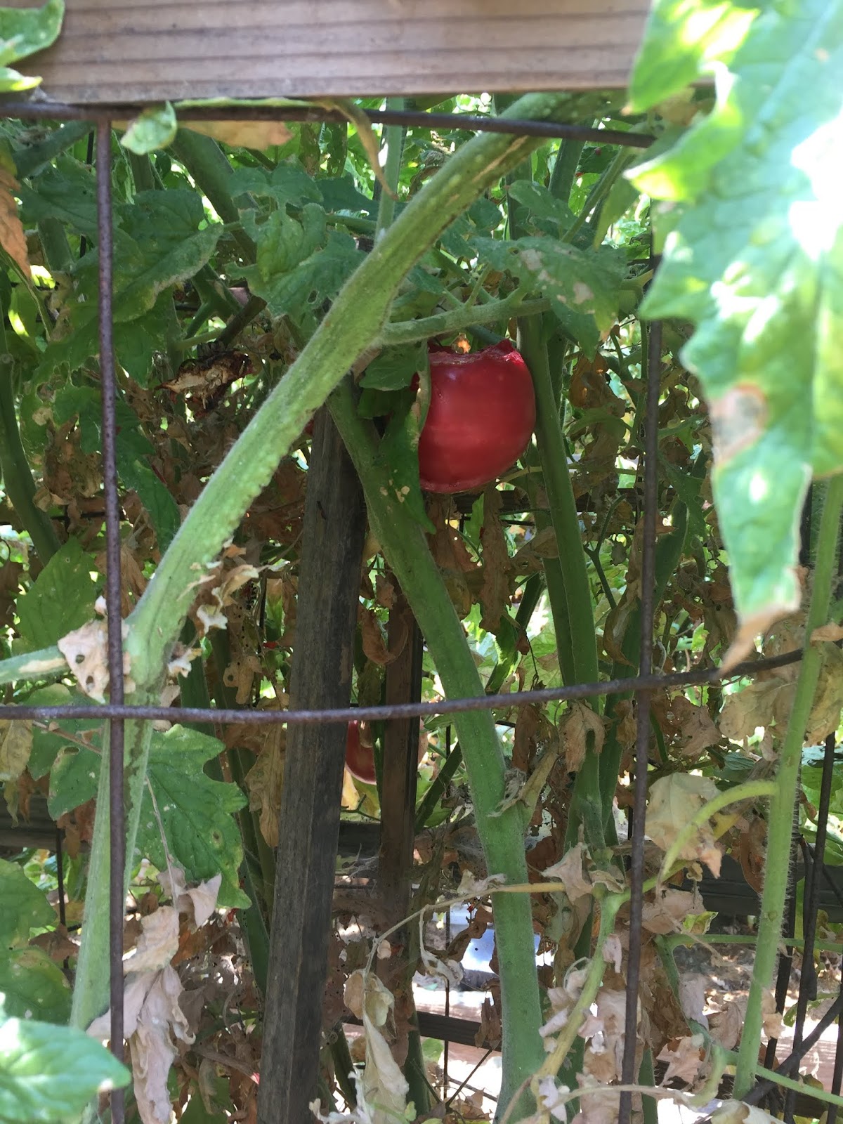 emigh s outdoor living sacramento ca on A Problem With Mexico In Sacramento