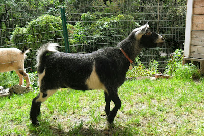 Primrose the Nigerian Dwarf Goat at Arlington Acres Farm