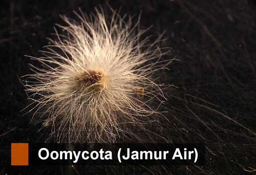 Oomycota (Jamur Air): Pengertian, Ciri, Reproduksi, Contoh dan Peranan bagi Kehidupan