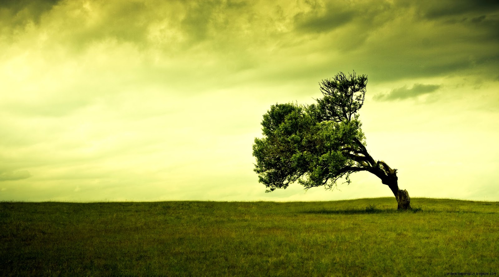 Tree Desktop