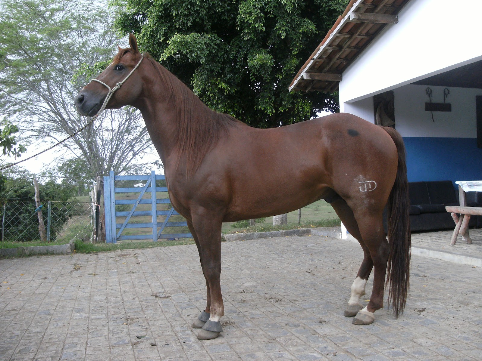 Fazenda Mucuitu Cavalos de Vaquejada