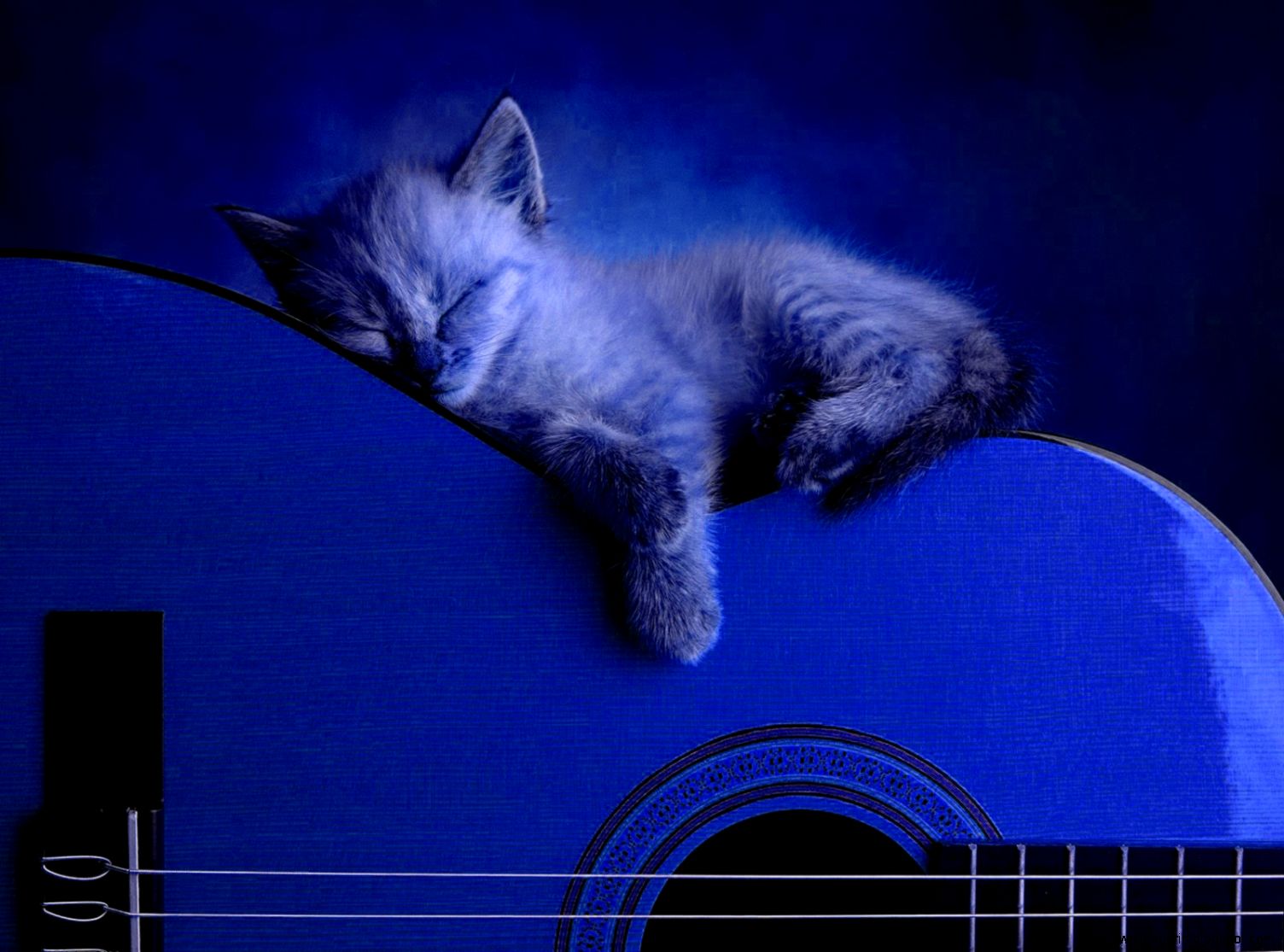 Cute Cat Sleeping At Guitar Wallpaper  Wallpaper Gallery