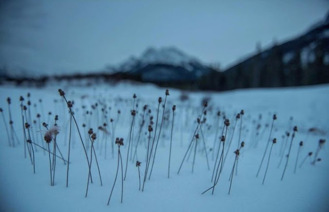 Flores naciendo en tierra nevada
