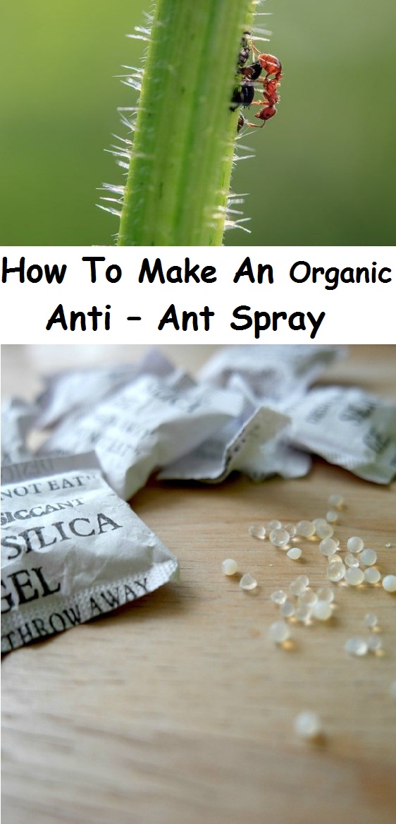 How To Make An Organic Anti Ant Spray garden favorite