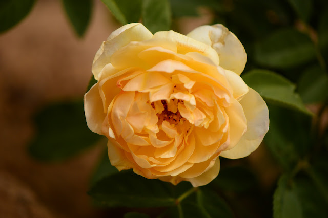 Graham thomas, rose, david austin rose