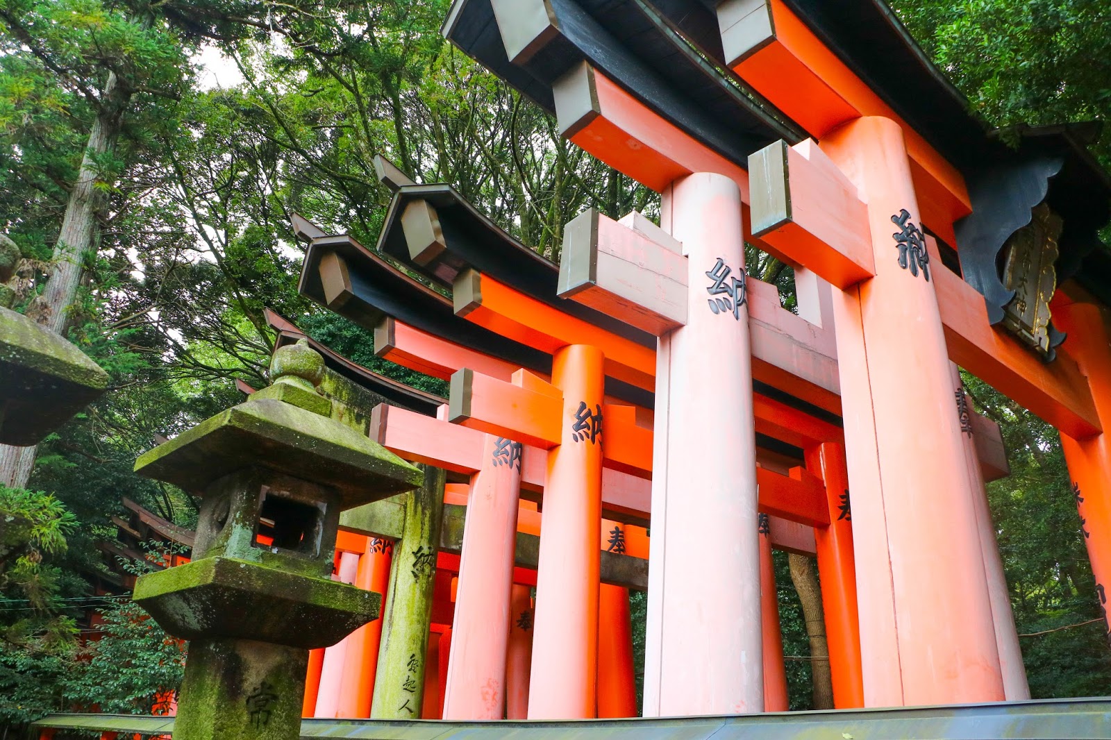 Beautiful Torii at Fushimi Inari-Taicha, Kyoto Japan