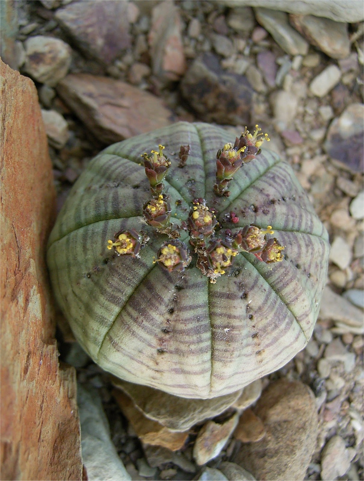 Euphorbia obesa ssp.symmetrica