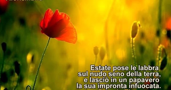 Aforismario Aforismi Frasi E Citazioni Sui Papaveri