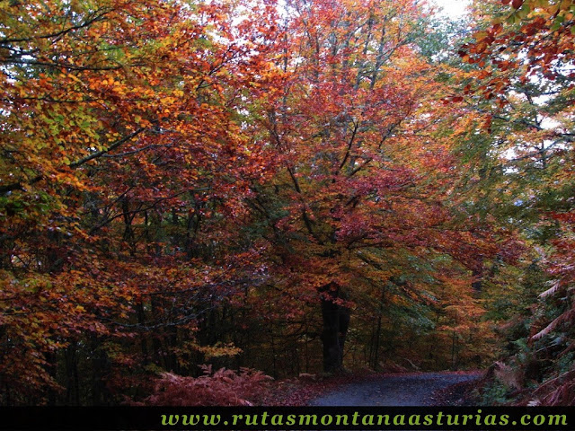 Bosque de Peloño