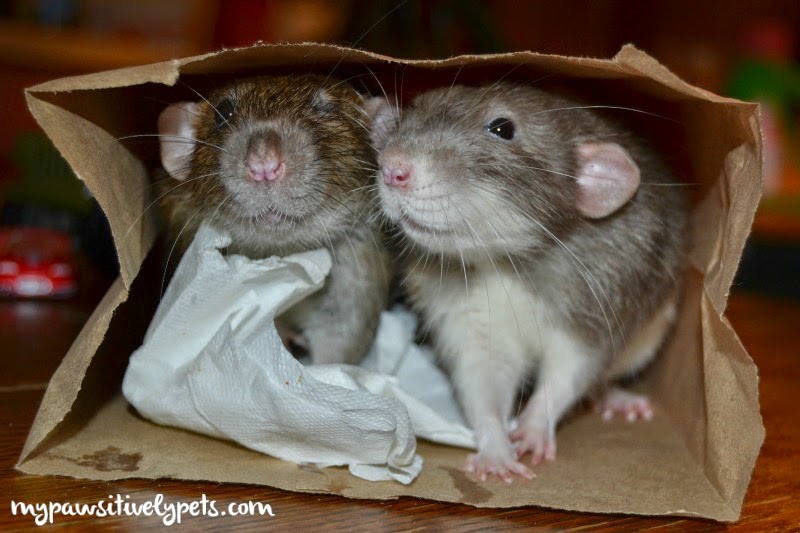 Who Let the Rat Out of the Bag? Pawsitively Pets