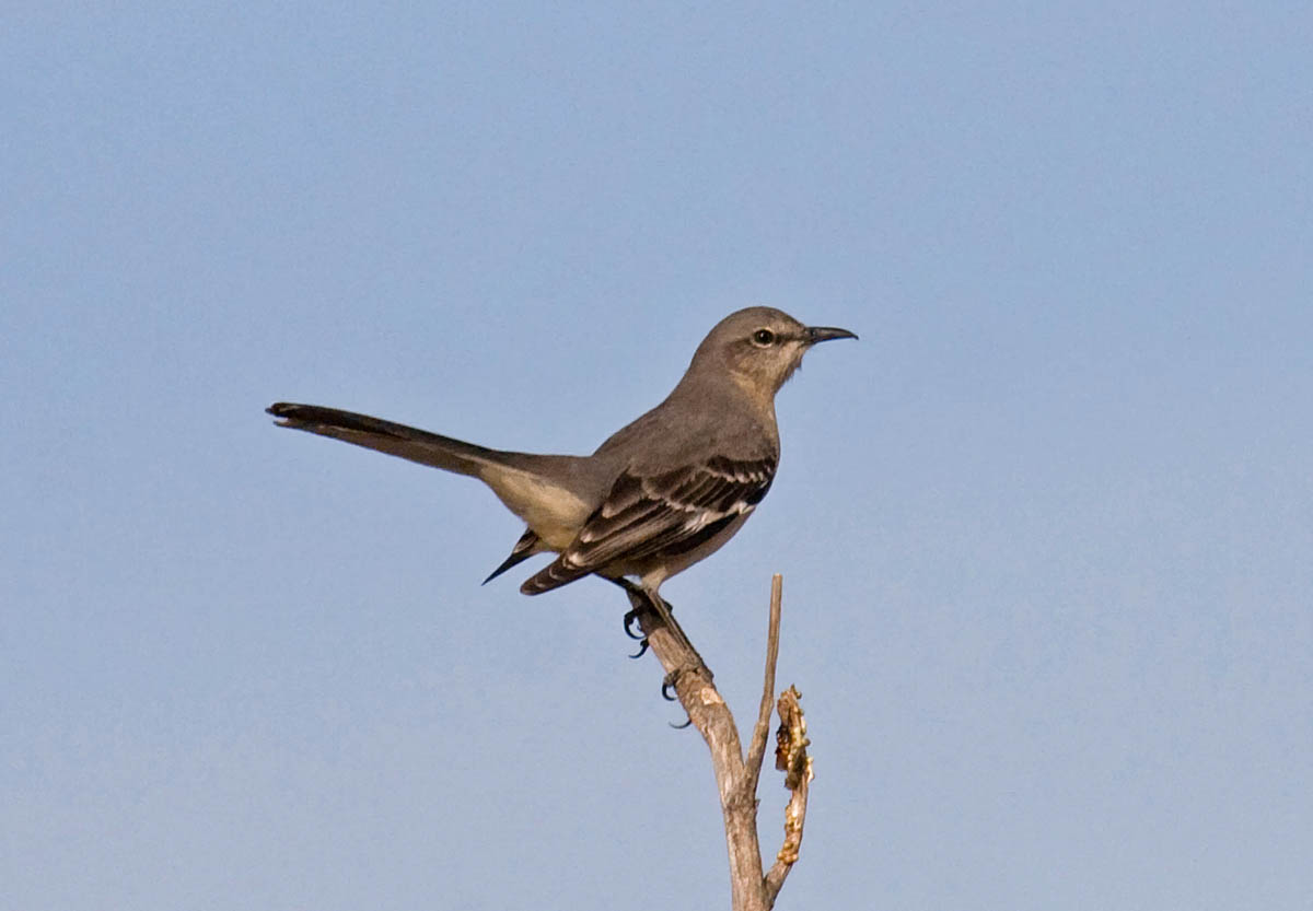 The 10 most common backyard birds of San Diego, California ...