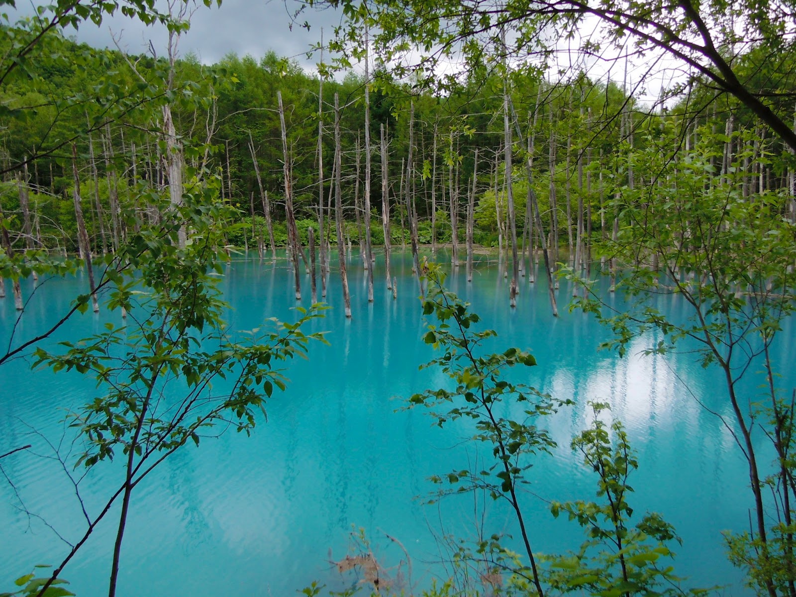 おはようおかえり Ohayo Okaeri 北海道旅行 美瑛白金の 青い池