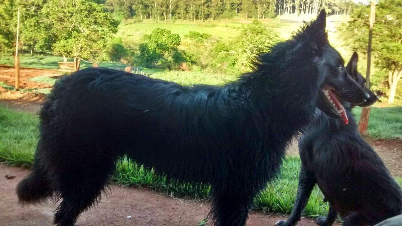 SÍTIO IPÊ Eqüinos,Muares,Traias e Cães Pastor da Mantiqueira em Jacareí,São Paulo(Vale do SÍTIO IPÊ Eqüinos,Muares,Traias e Cães Pastor da Mantiqueira em Jacareí,São Paulo(Vale do