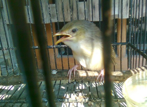 10 Ciri Ciri Fisik Burung Ciblek Gunung Muda Hutan Jantan Paling
