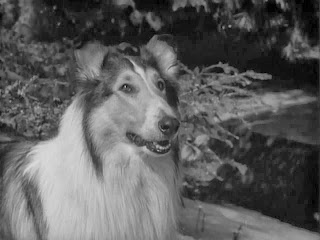 Lassie (TV Series 1954–1974) - Trivia - IMDb
