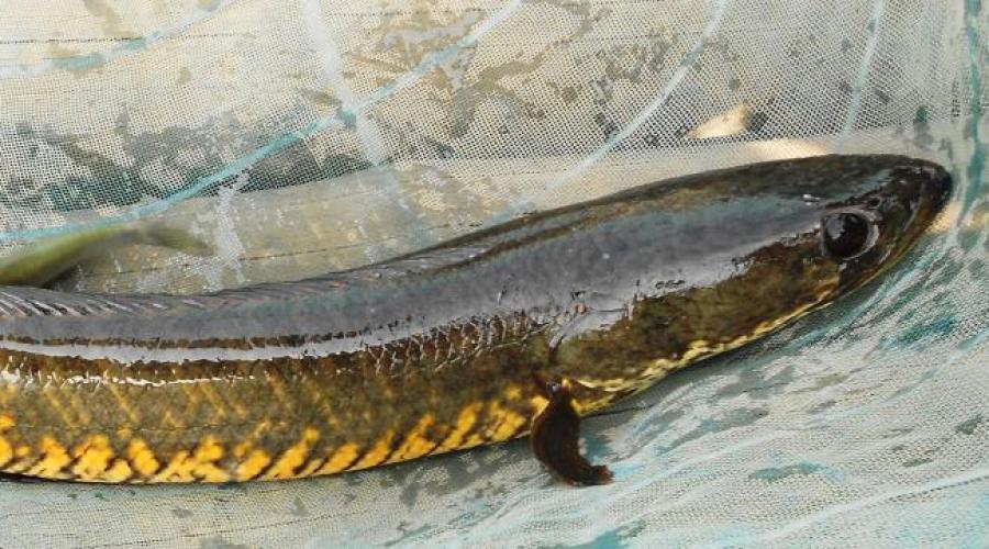 Ikan Gabus (Channa striata) - Biota Dunia Perairan