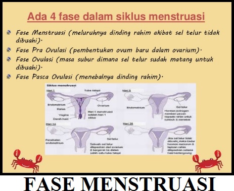 Fase-Siklus-Menstruasi-Pada-Wanita