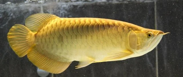 Arwana Crossback Golden - Budidaya Ikan
