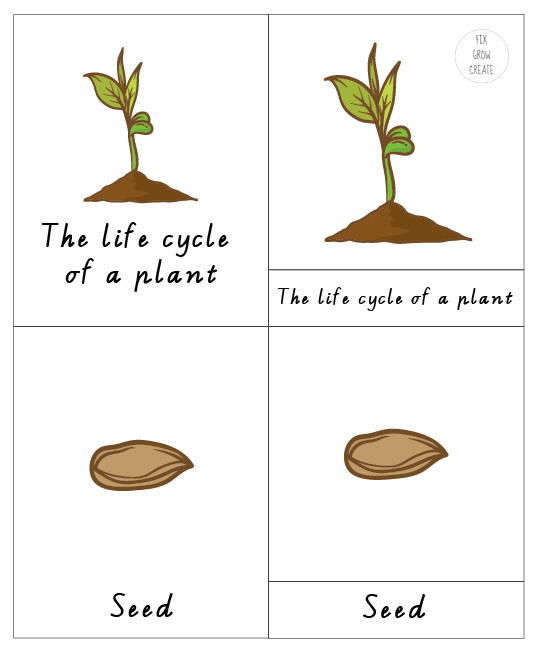 fix•grow•create: {Printable} The life cycle of a green bean plant