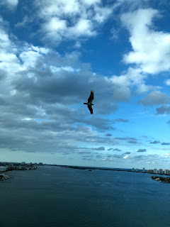Fly
