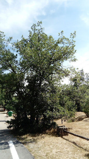 Quercus pyrenaica Willd. (melojo). Melojar (Sierra de Guadarrama).