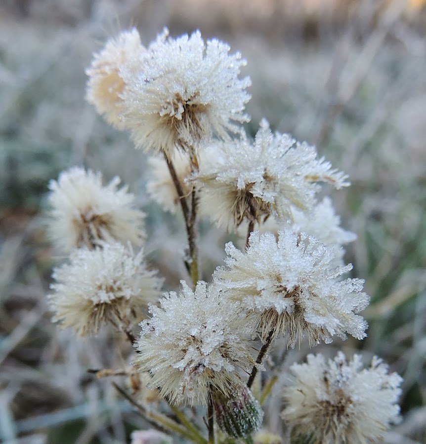 FLORES SECAS HELADAS