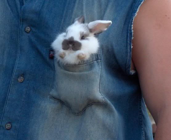  Cute small buny