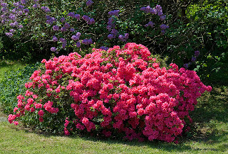 Studio Floral Dora Santoro: Azaleas