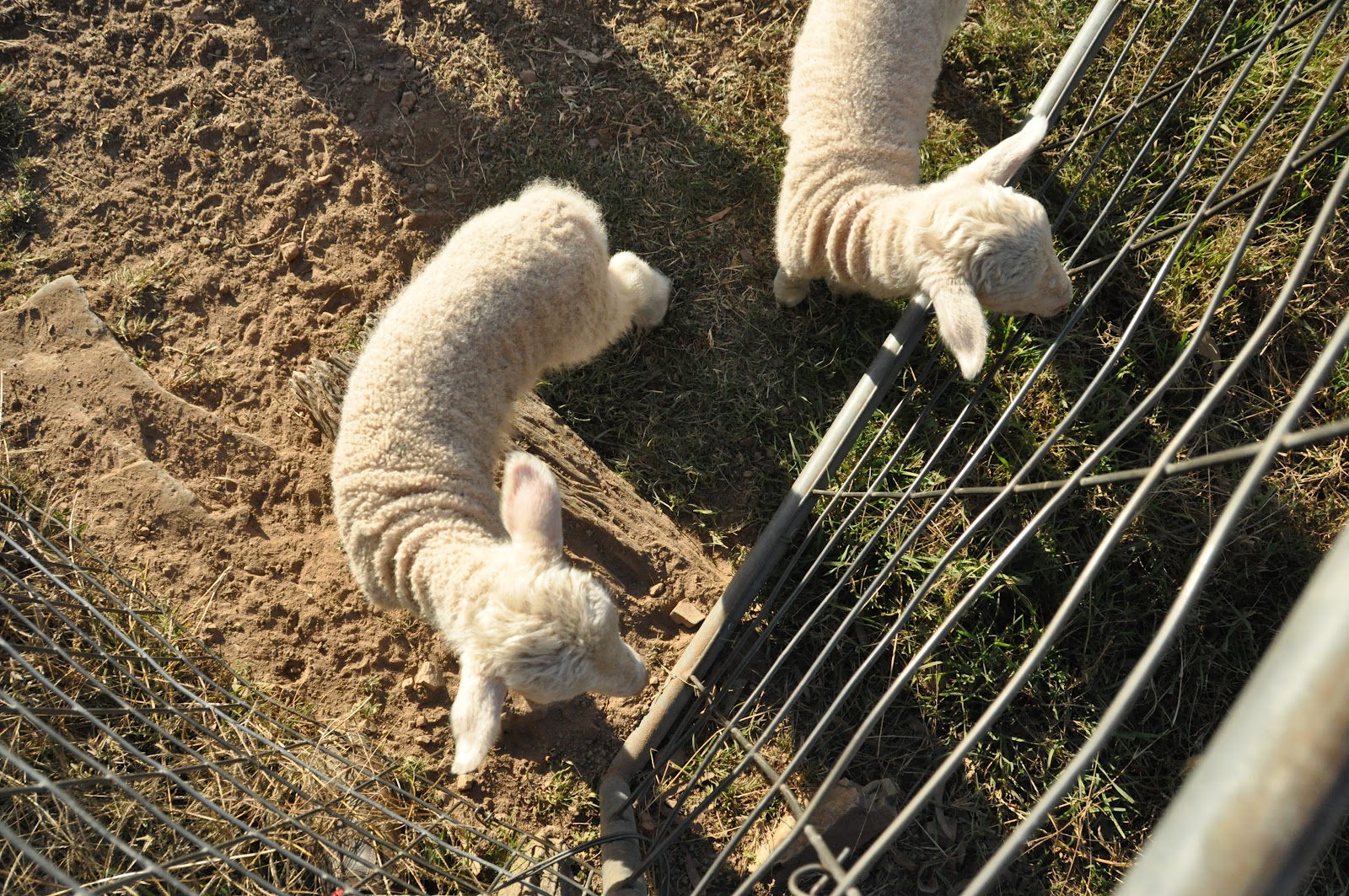 Imagery from Life Lamb Marking