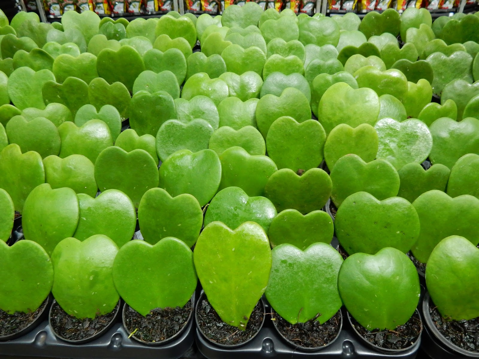 Meu Cantinho Verde: PLANTA-CORAÇÃO - ( Hoya kerrii Craib )