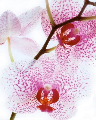 Paixão por orquídeas - Meu orquidário: Cortar ou não a haste da Phalaenopsis ?