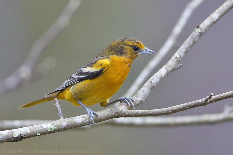 Watch The House On Pine Street 4Shared Watch The House On Pine Street 4Shared