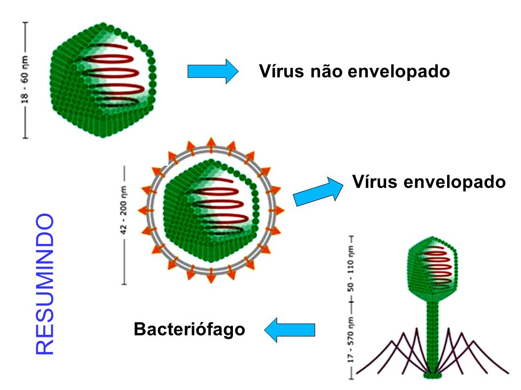 PIBID Biologia UFS 2° Ano PIBID Biologia UFS 2° Ano