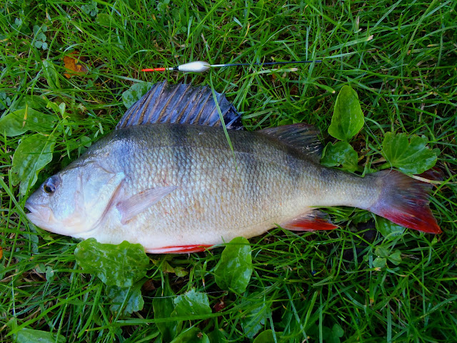 1lb 14oz canal perch