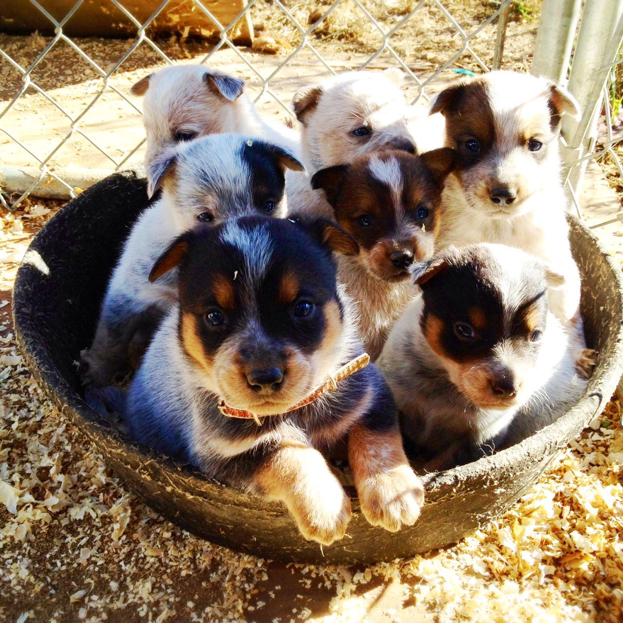Queensland Heeler Puppy Dogs For Sale in Ventura County, Southern