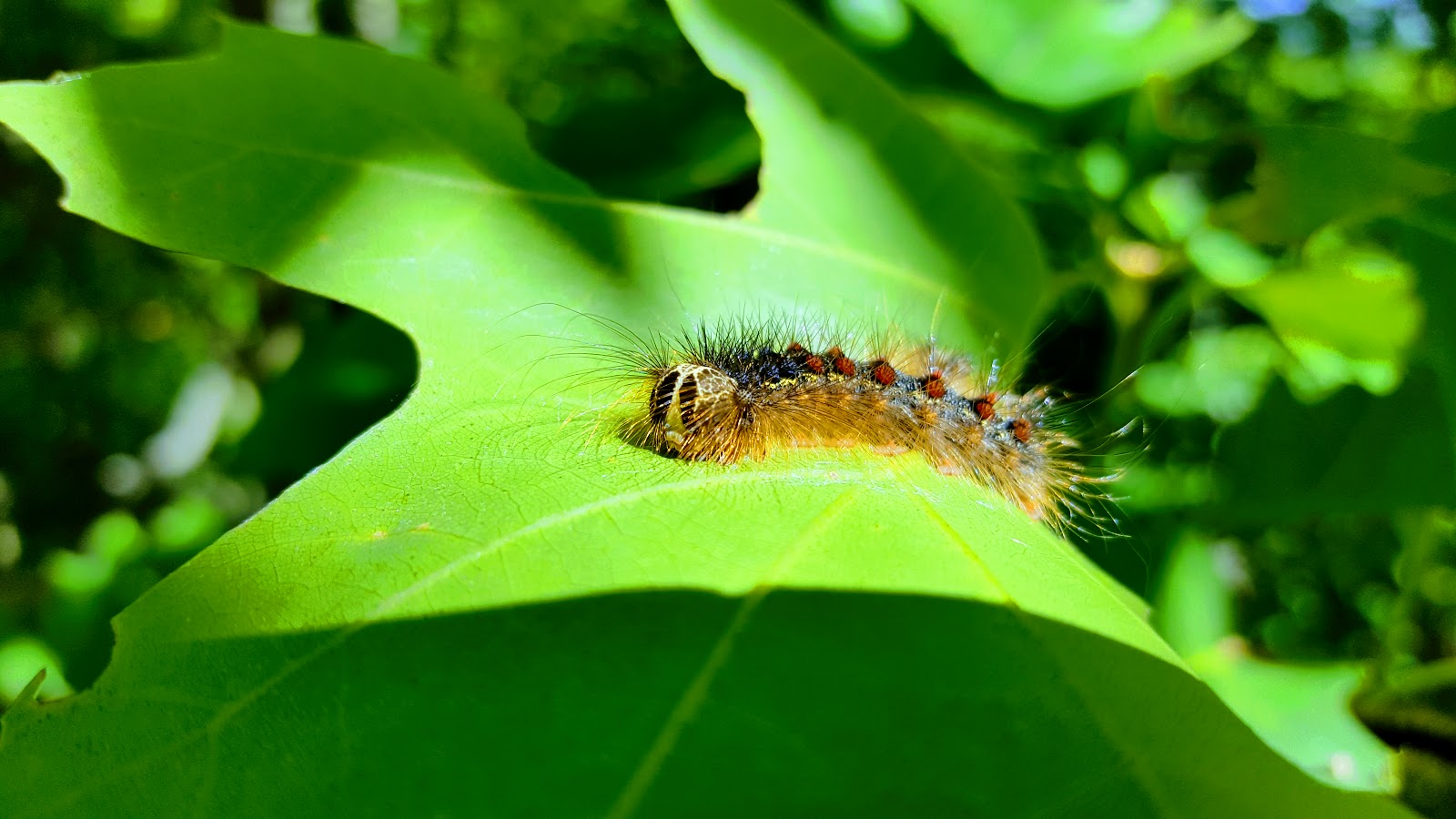 WSDA AgBriefs What to expect before, during, and after WSDA sprays for