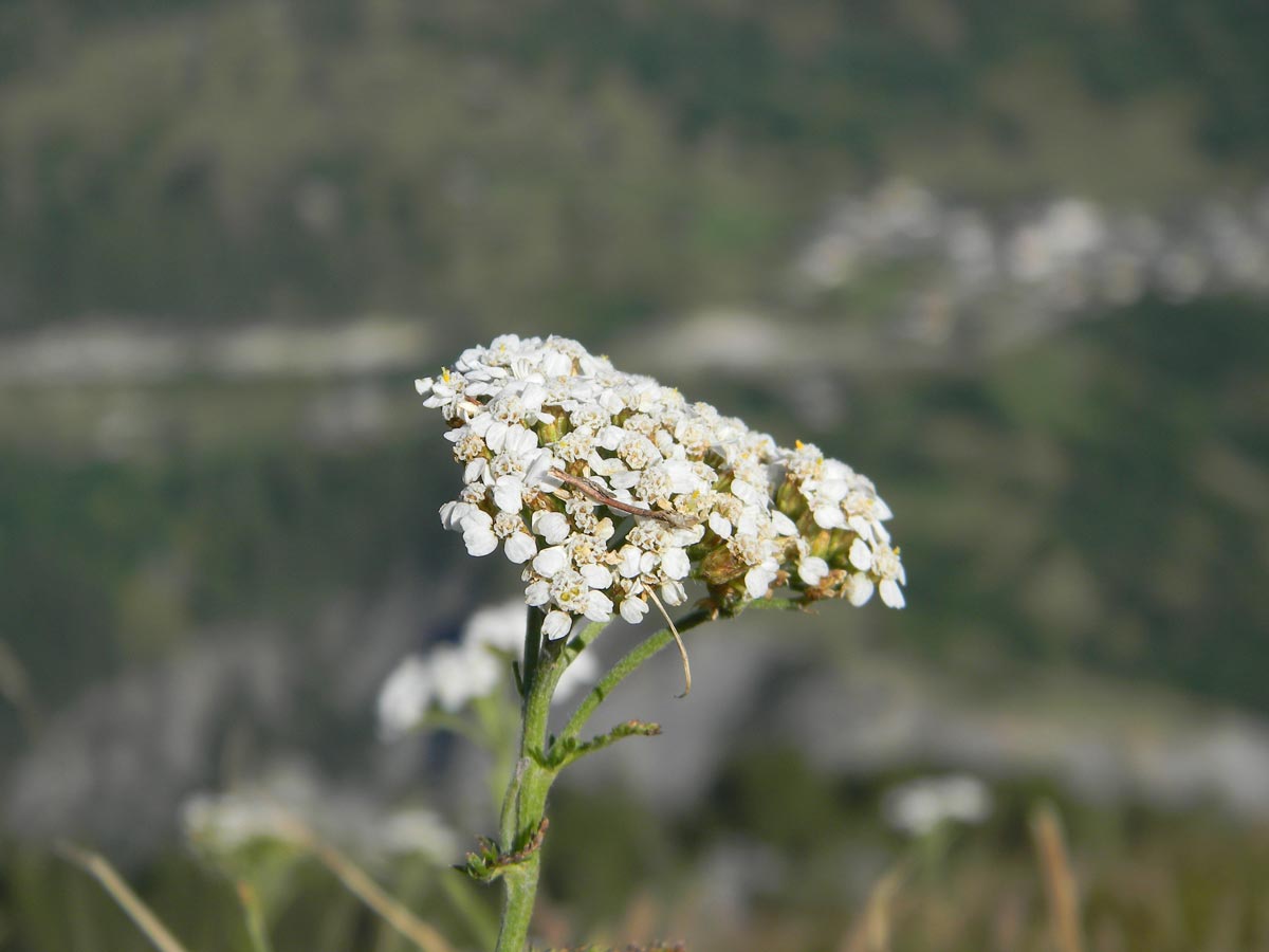 Fleur Valloire été Fleur Valloire été