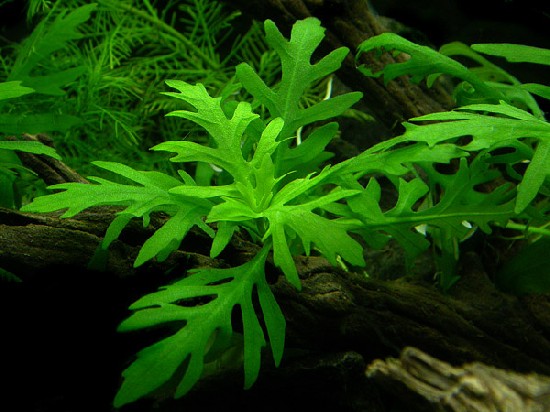 AquaBie Plant Hygrophia Difformis (Water Wisteria) AquaBie Plant Hygrophia Difformis (Water Wisteria)