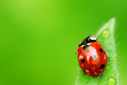 UPDATE: Apa itu Taskeng.exe