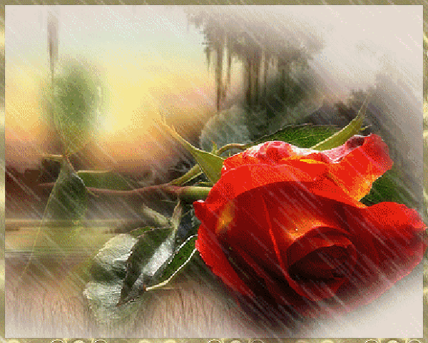 Beautiful+Rose.gif