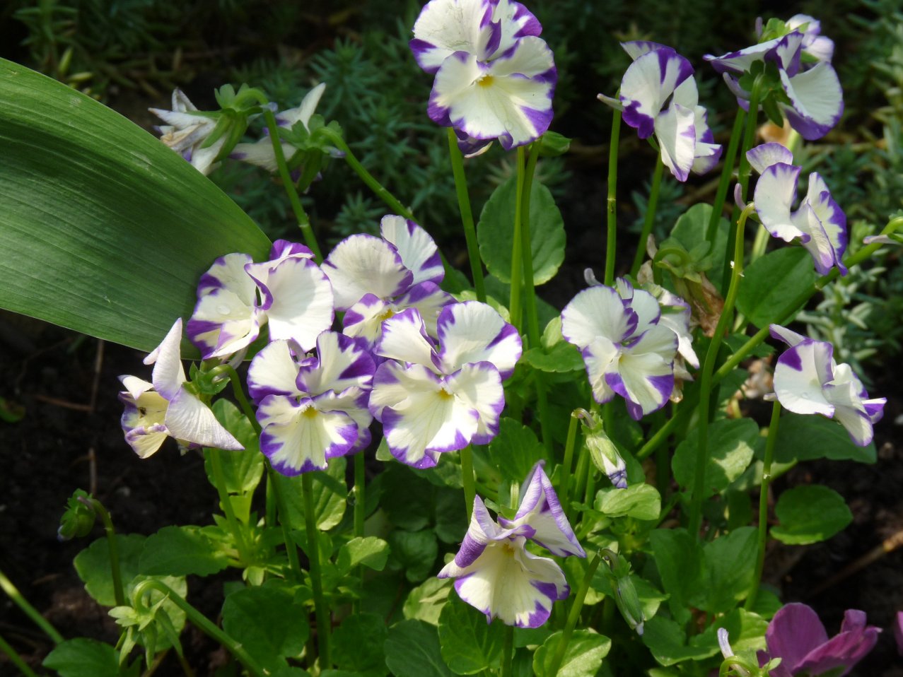 Hill Shepherd Pansies, Johnny jump ups, violas and violets