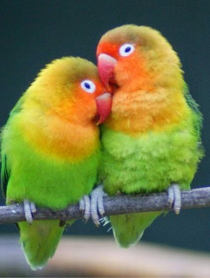 Cara Mengatasi Lovebird Mencret Diare  Burung Muda BeNG