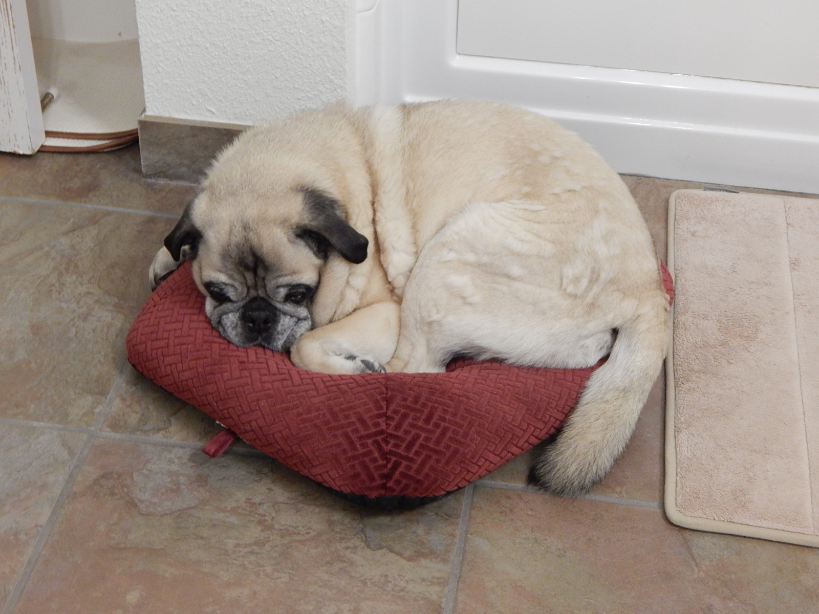 Idaho PugRanch Big Pug Little Bed