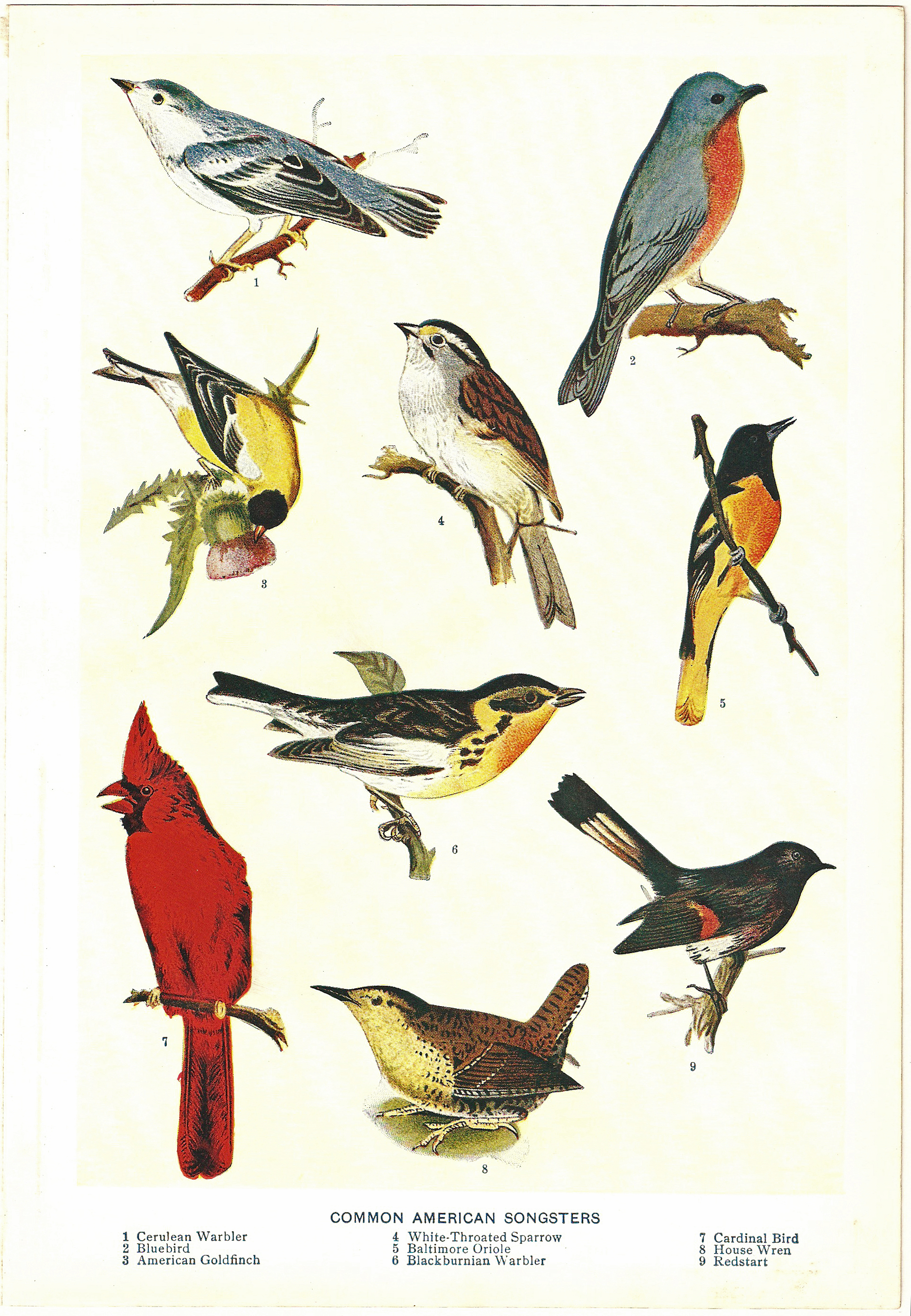 free vintage clip art birds - photo #28