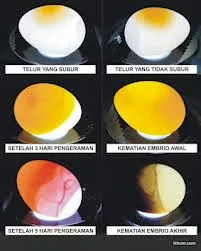 Telur Kenari