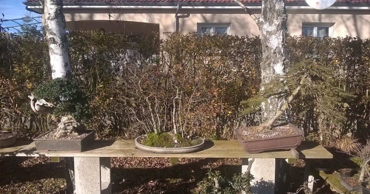 MATSU BONSAI